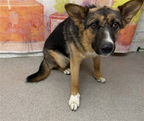 FABLE - German Shepherd Dog / Cardigan Welsh Corgi available for adoption