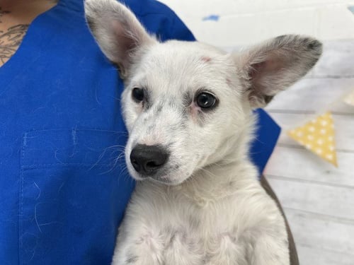 BETTY - Terrier available for adoption