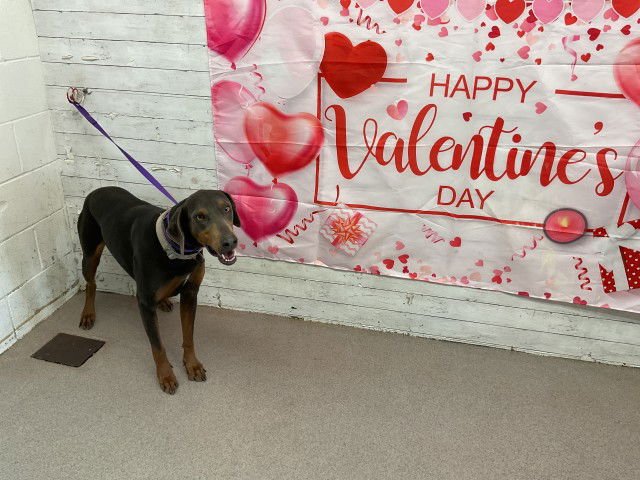 GRACE - Doberman Pinscher available for adoption