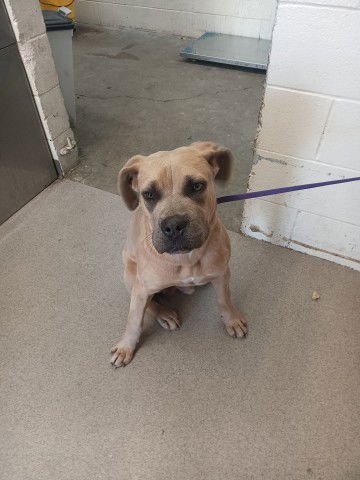 NIKO - Pit Bull Terrier / Boxer available for adoption