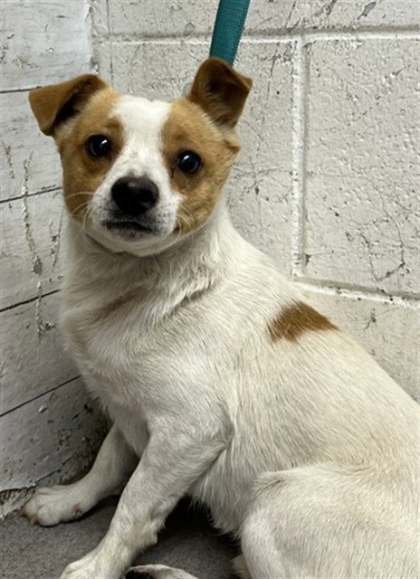 WIDGET - Chihuahua available for adoption