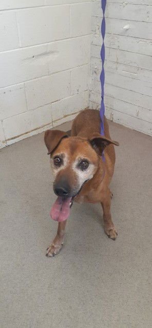 TALON - Labrador Retriever available for adoption