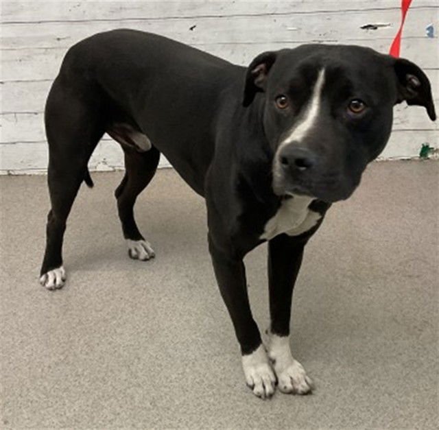 ZACH - Pit Bull Terrier available for adoption