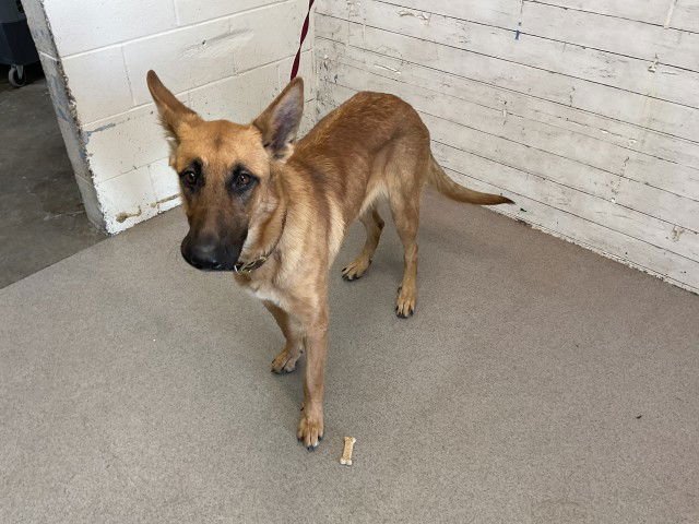 TRIXIE - German Shepherd Dog available for adoption