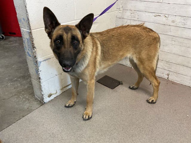 WINNIE - German Shepherd Dog available for adoption