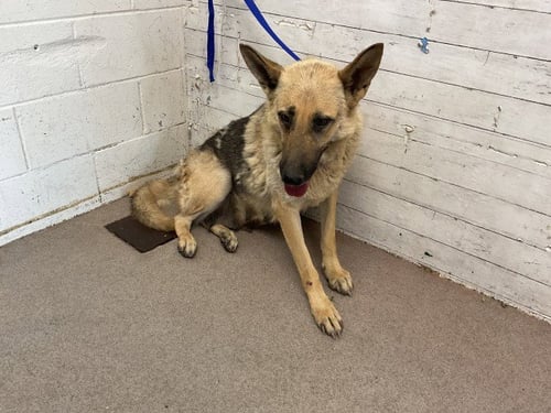 JUNO - German Shepherd Dog available for adoption