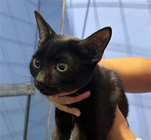 ALEX - Domestic Short Hair available for adoption