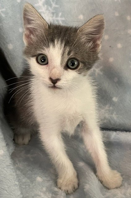 ETHEL - Domestic Short Hair available for adoption