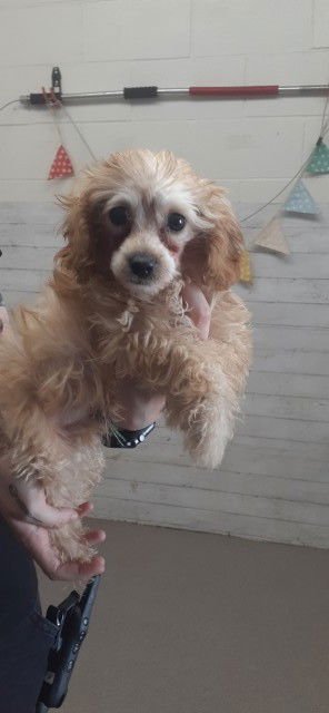 CASH - Poodle (Miniature) / Cocker Spaniel available for adoption