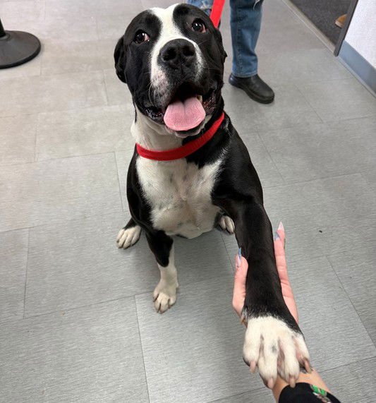 STELLA - Pit Bull Terrier available for adoption