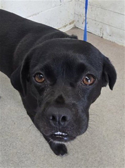 DRATINI - Labrador Retriever / Pug available for adoption