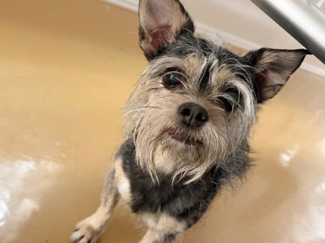 LACIE - Yorkshire Terrier Yorkie available for adoption