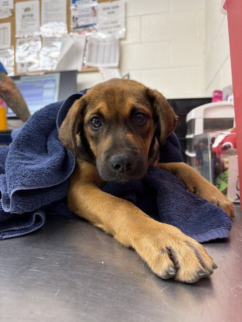LAWRENCE - German Shepherd Dog available for adoption