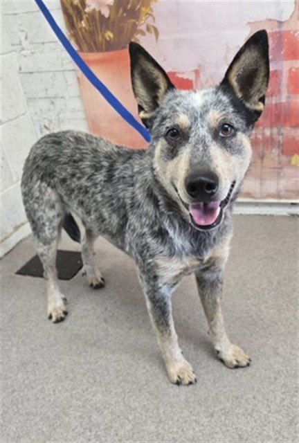 THEO - Australian Cattle Dog/Blue Heeler available for adoption