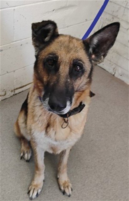 CELEBI - German Shepherd Dog available for adoption