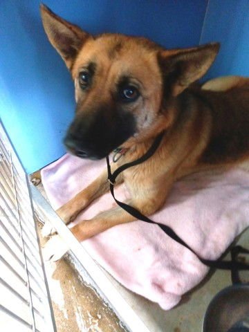 HONEY - German Shepherd Dog available for adoption
