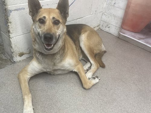 ROXXY - German Shepherd Dog available for adoption