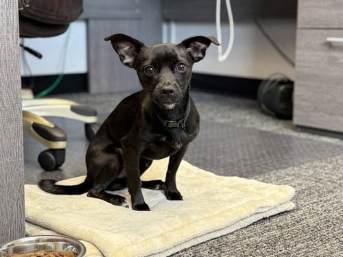CHICO GRANDE - Chihuahua available for adoption