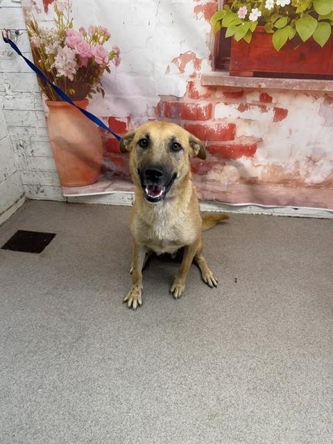 CARAMELA - German Shepherd Dog for adoption in San Bernardino
