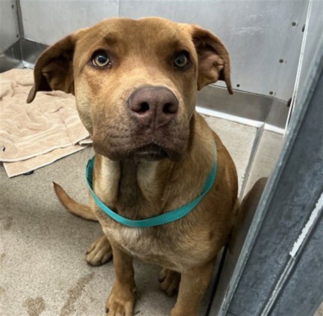 RED - Pit Bull Terrier available for adoption