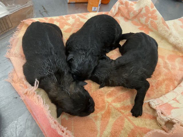 WHIMSY - German Shepherd Dog available for adoption