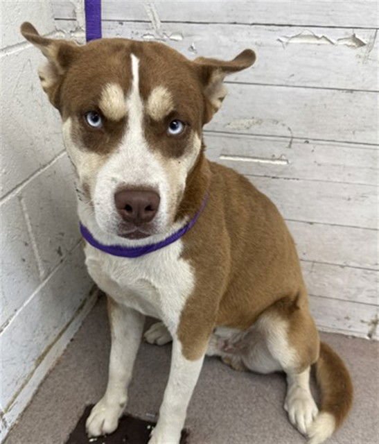 TITAN - Siberian Husky available for adoption