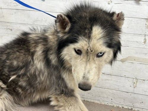 HANNAH - Siberian Husky available for adoption