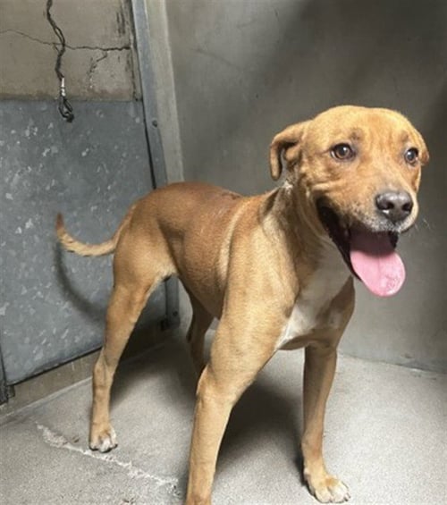 BAXTER - Pit Bull Terrier available for adoption