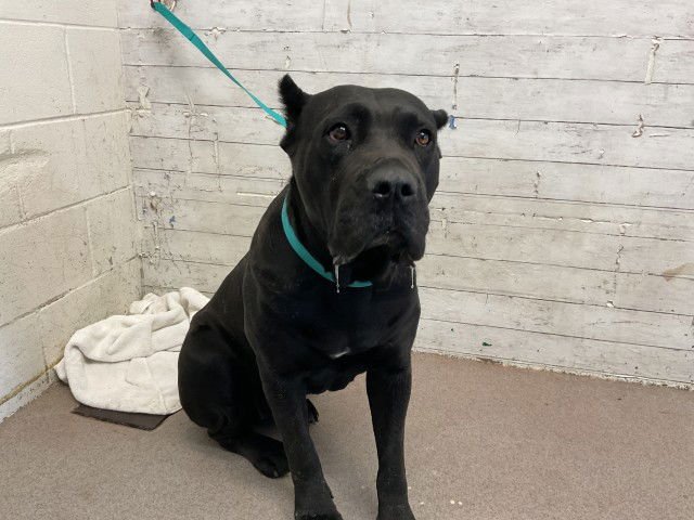 BLOSSOM - Cane Corso Mastiff available for adoption
