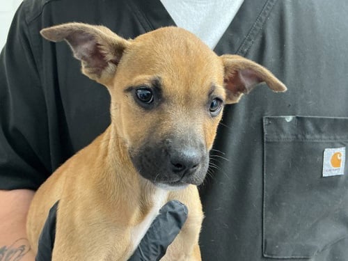 LAVENDER - Mastiff available for adoption