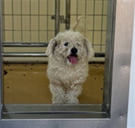 RYKU - Poodle (Miniature) available for adoption