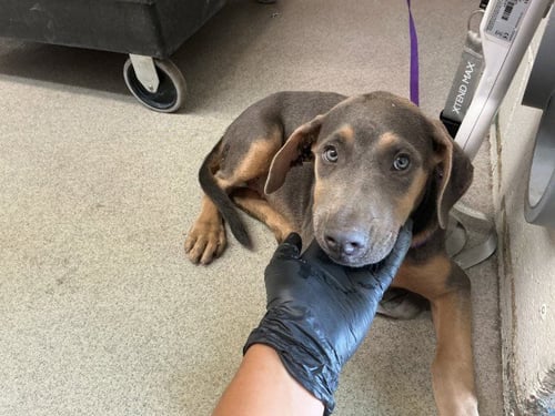 HAYDEN - Doberman Pinscher available for adoption