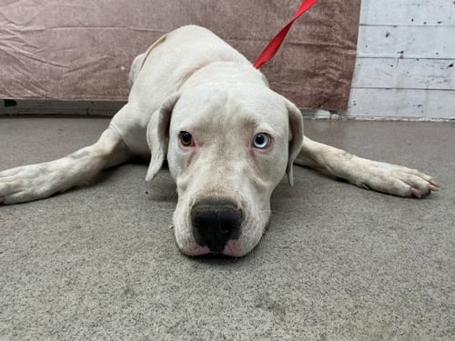 ANDREA - Pit Bull Terrier available for adoption