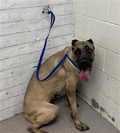 DAPHNE - Cane Corso Mastiff available for adoption