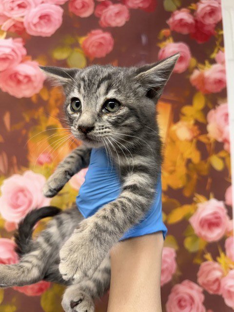 MUFASA - Domestic Short Hair available for adoption