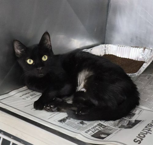GRACE - Domestic Short Hair available for adoption