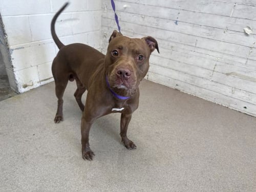 OWEN - Pit Bull Terrier available for adoption