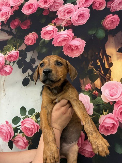 SNICKERDOODLE - Pit Bull Terrier available for adoption