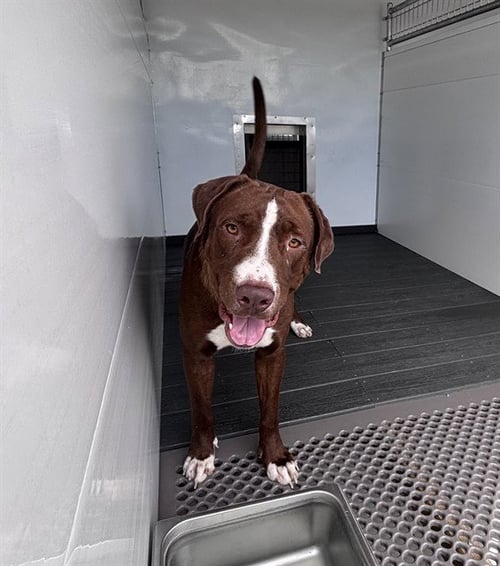 JULIO - Labrador Retriever available for adoption