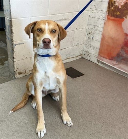 BODHI - German Shepherd Dog / Siberian Husky available for adoption