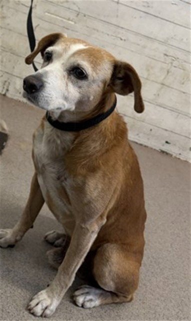 SID - Beagle available for adoption