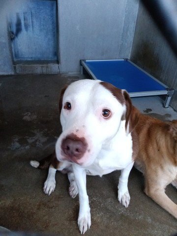 AUSTIN - Pit Bull Terrier available for adoption