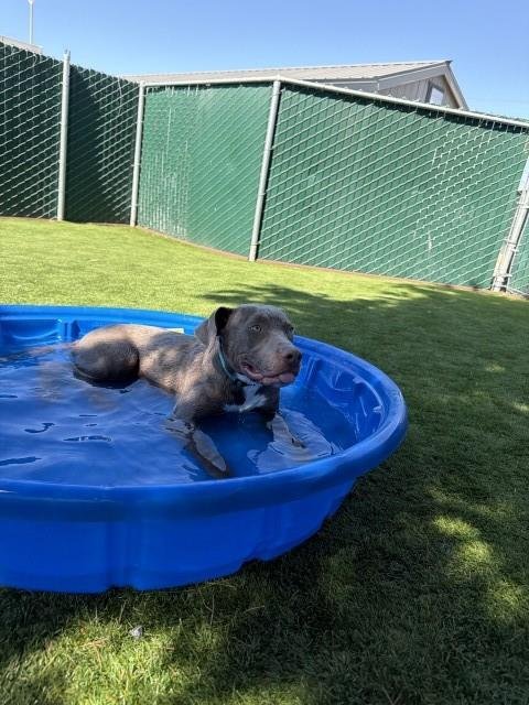 JOEY - Pit Bull Terrier available for adoption