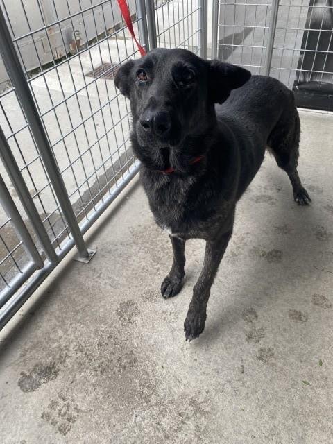 HILDA - German Shepherd Dog available for adoption