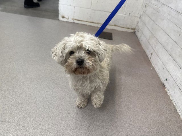 SARAI - Maltese available for adoption