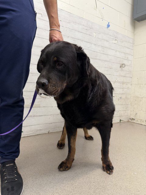 LIBBY - Rottweiler available for adoption