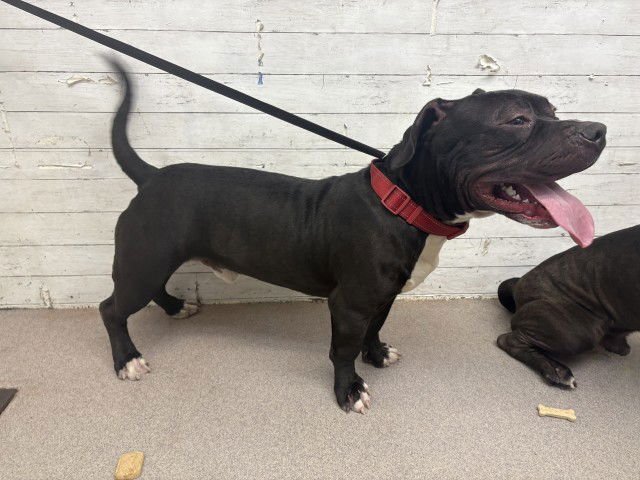 BRUNO - Pit Bull Terrier available for adoption