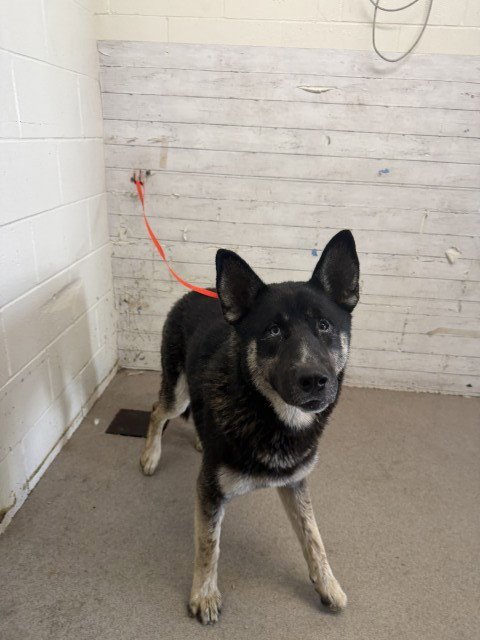 SEAN - German Shepherd Dog / Siberian Husky available for adoption
