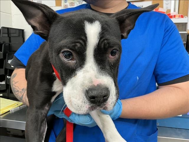 ARIA - Pit Bull Terrier available for adoption