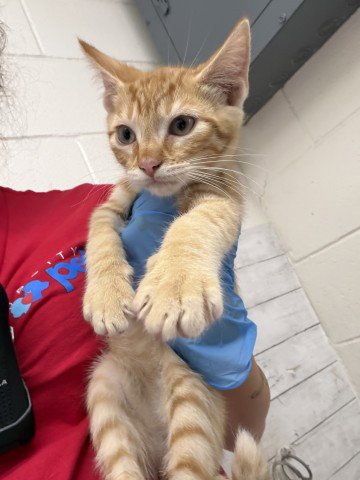 WINTON - Domestic Short Hair available for adoption